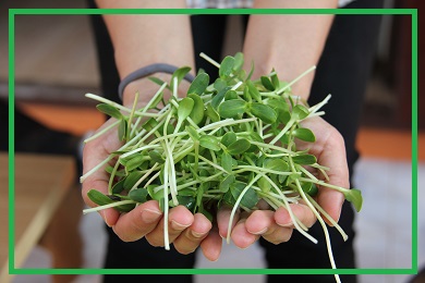 Nasiona na kiełki, Microgreens