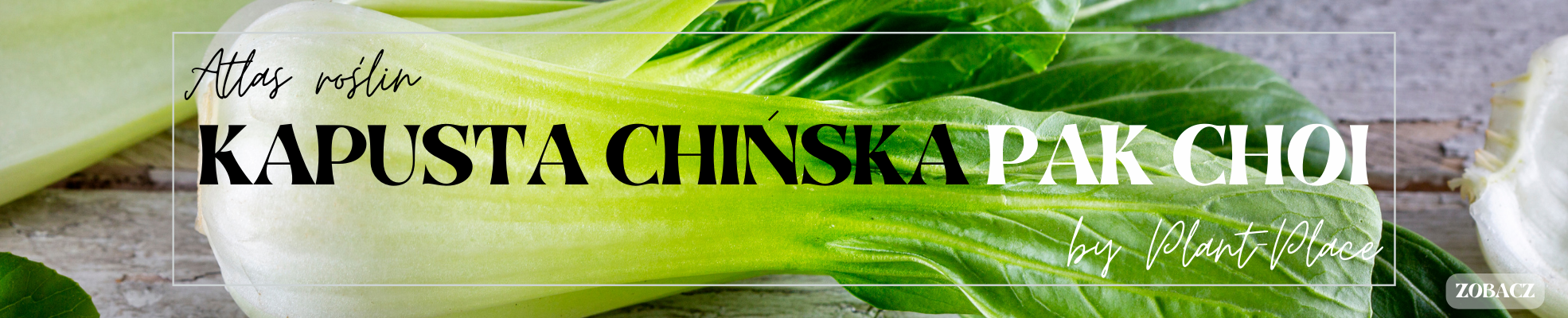 KAPUSTA CHIŃSKA PAK CHOI - Atlas roślin - Poradnik autorstwa Plant-Place