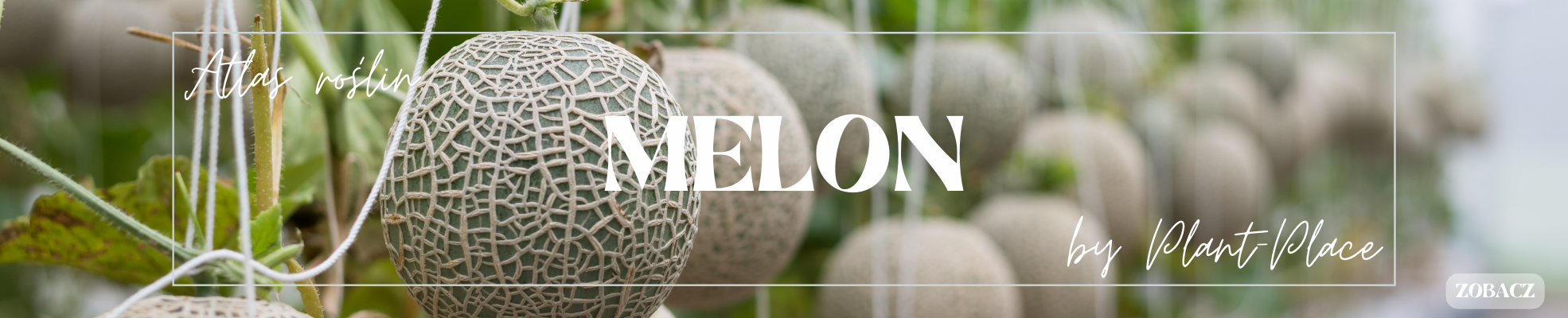 MELON - Atlas roślin - Poradnik autorstwa Plant-Place