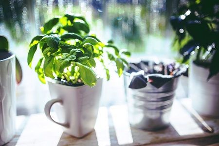 Jak uprawiać własne zioła w domu