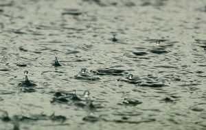 Najlepsze sposoby na zapobieganie chorobom roślin w deszczowe dni