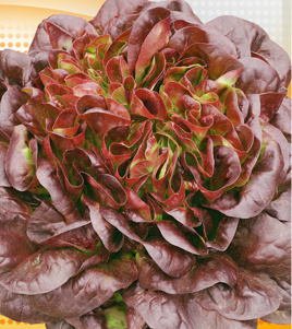 Butterhead lettuce SAHIM 1g (Lactuca sativa L. var.capitata)