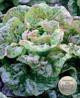 Butterhead lettuce SANGUINE AMELIOREE 1g (Lactuca sativa)