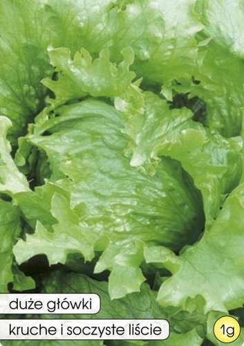 Crisp lettuce (iceberg) OLIMP 1g (Lactuca sativa var. capitata)