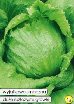 Crisphead lettuce GOPLANA 1g (Lactuca sativa var.capitata)