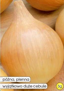 GLOBO Onion 3g (Allium cepa)