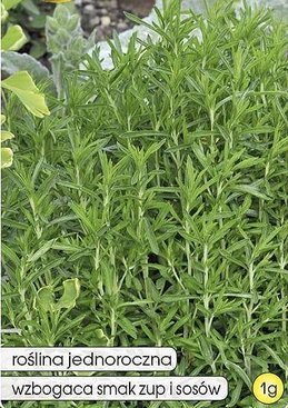 Garden savory 1g (Satureja hortensis)