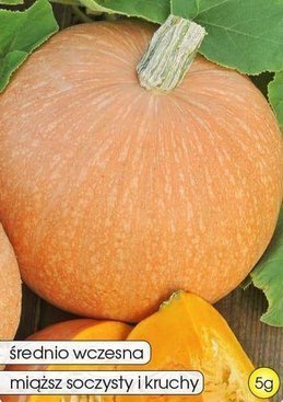 Giant pumpkin BAMBINO 5g (Cucurbita maxima)