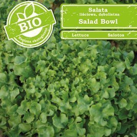 Leaf lettuce oakleaf SALAD BOWL 0.5g BIO (Lactuca sativa)