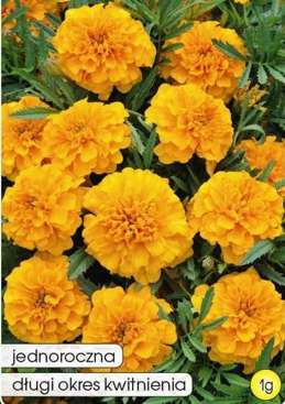 Low-growing MIKRUS orange marigold with full velvet flowers, 1g (Tagetes patula nana fl. pl.)