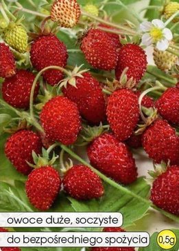 REGINA Strawberry 0.5g (Fragaria vesca)