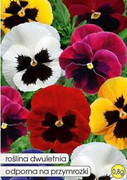 Swiss pansy mix of colors 0.8g (Viola wittrockiana)