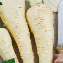 White half-long Parsnip 5g (Pastinaca sativa)