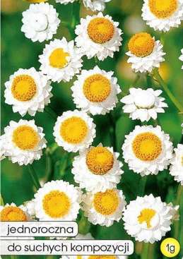 White immortelle 1g (Ammobium alatum)