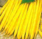 Yellow dwarf GOLDPANTERA green beans 50g (Phaseolus vulgaris)