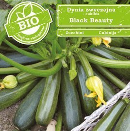 Zucchini Squash BLACK BEAUTY 2g BIO (Cucurbita pepo)