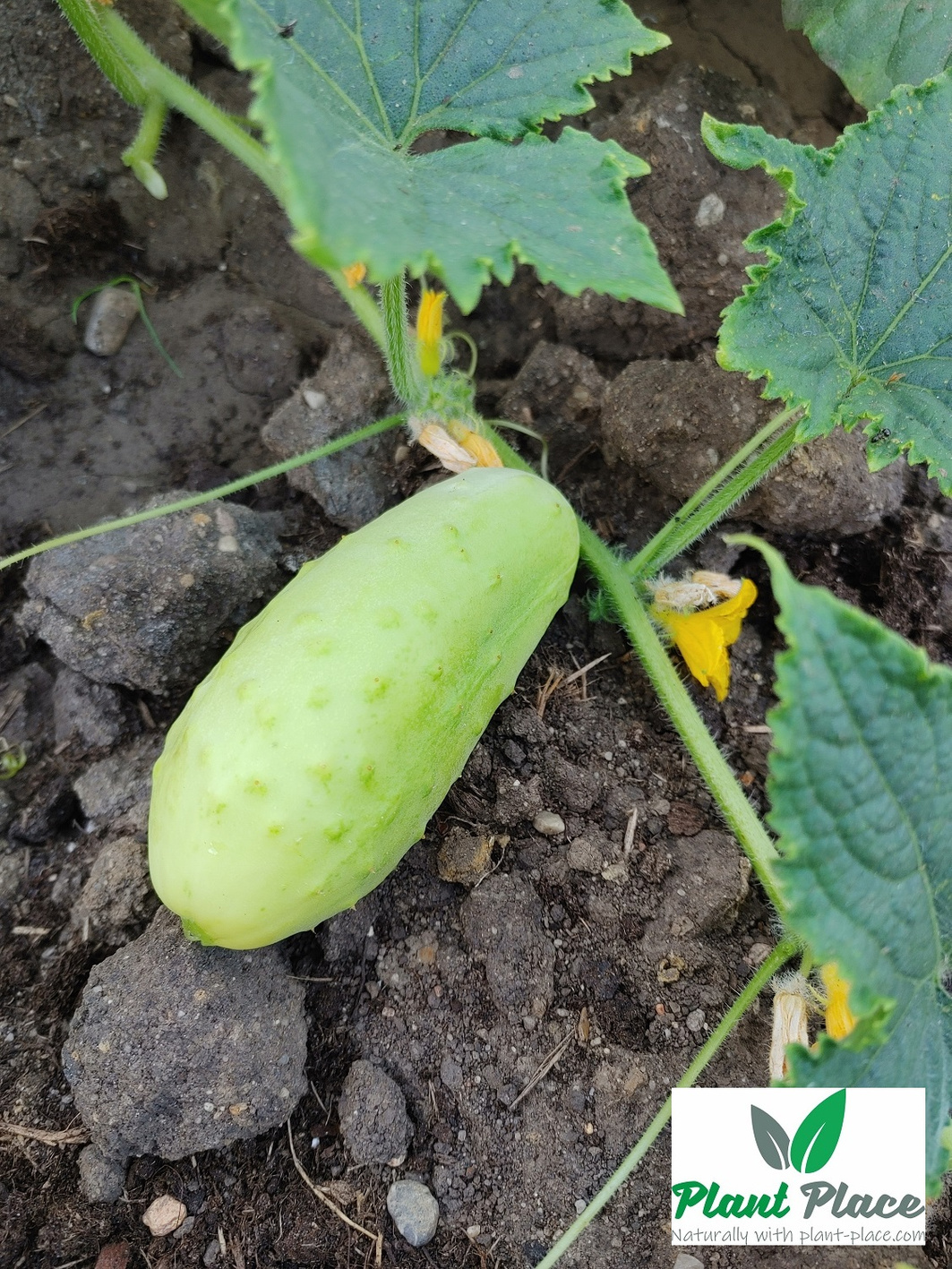 White pickling cucumber variety WHITE WONDER F1 (2g)