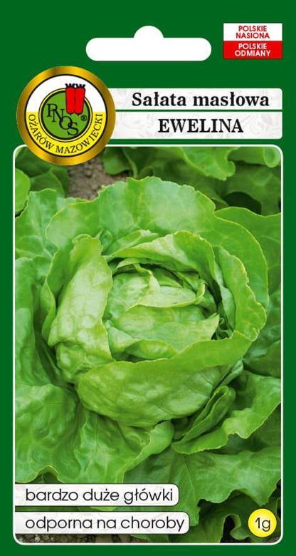 Butterhead lettuce EWELINA 1g (Lactuca sativa var.capitata)