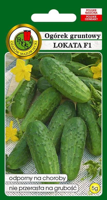 Ground cucumber LOKATA F1 5g (Cucumis sativus)