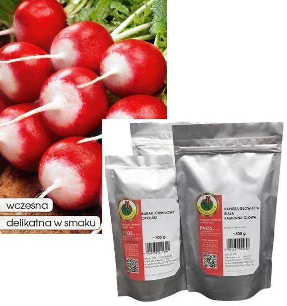 Radish KRAKOWIANKA-KRAKOWIANKA OŻA 100g (Raphanus sativus var. sativus)