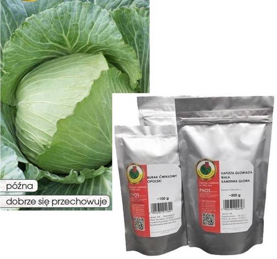 White cabbage LANGEDIJKER BEWAAR 50g (Brassica oleracea var. capitata alba)