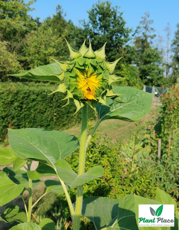 Słonecznik ogrodowy jadalny 20g (Helianthus annuus)