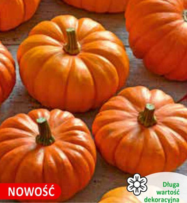 Decorative pumpkin SWEETIE PIE 1g (Cucurbita pepo)