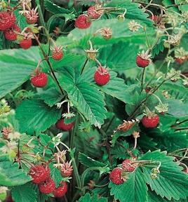 Wild Strawberry BARON VON SOLEMACHER 0.20g (Fragaria vesca)