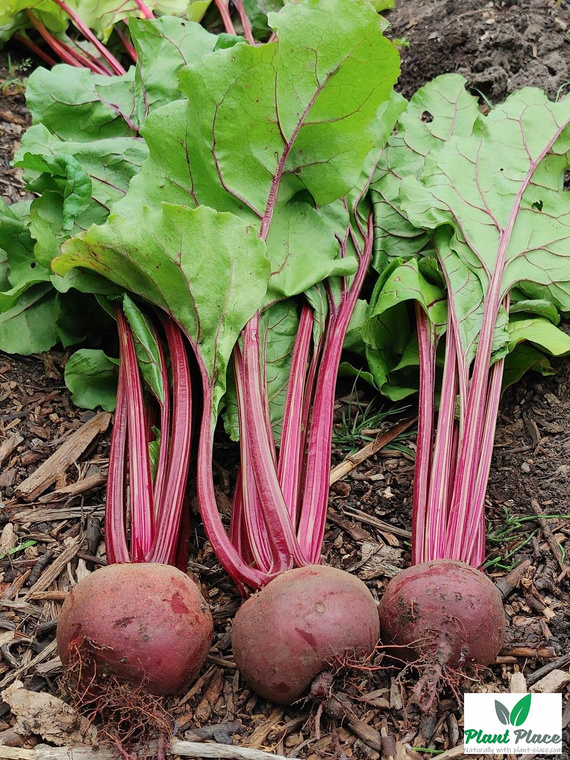 Burak ćwikłowy CZERWONA KULA 2 - CZERWONA KULA REW 100g (Beta vulgaris)