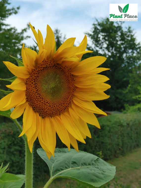 Edible garden sunflower 20g (Helianthus annuus)