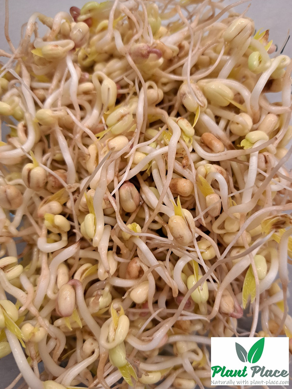 Sprouting Seeds MUNG BEANS 500g