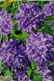 Clustered bellflower, violet-blue, 0.1g (Campanula glomerata)