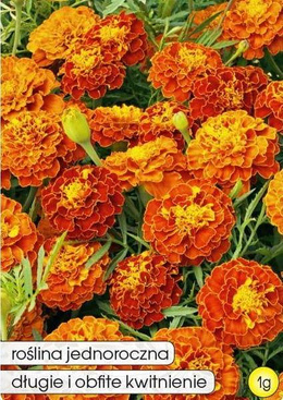 Low-growing PIRATE marigold with honey-mahogany double flowers, 1g (Tagetes patula nana fl. pl.)