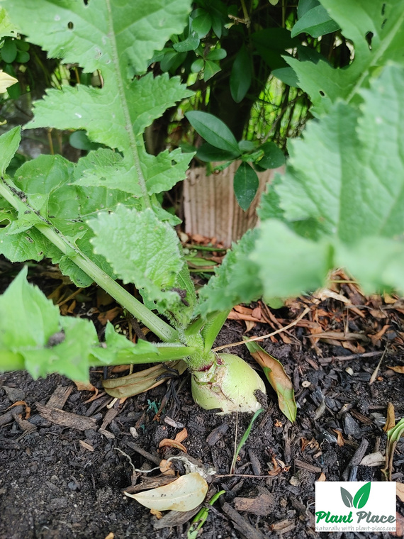 Rzodkiew AGATA 5g (Raphanus sativus var. niger)