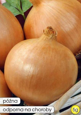 Cebula ŁAWICA 5g (Allium cepa)