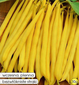 Fasola szparagowa żółta karłowa MAXIDOR 30g (Phaseolus vulgaris)