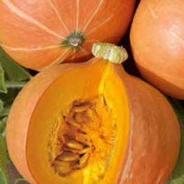 Giant pumpkin JUSTYNKA F1 4g (Cucurbita maxima)