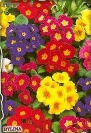 Garden primrose mix 0.1g (Primula elatior)