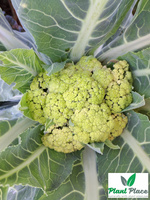 Kalafior VERDE DI MACERATA 0,2g (Brassica oleracea convar. botrytis)