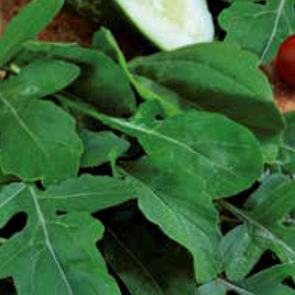 Annual Rocket Arugula Wild Rocket Seeds 0.5g (Eruca sativa)