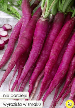 Radish CANDELA DI FUOCO 2g (Raphanus sativus var. sativus)