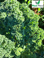 Dwarf Green Curled Kale 5g (Brassica oleracea L. convar. acephala)