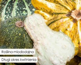 Decorative pumpkin mix 2g (Cucurbita pepo)