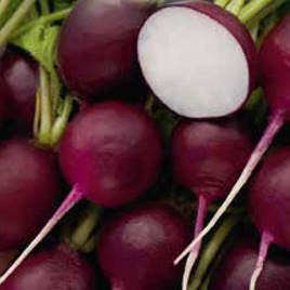 Radish MALAGA 5g (Raphanus sativus)