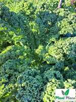 Jarmuż niski DWARF GREEN CURLED 5g (Brassica oleracea L. convar. acephala)
