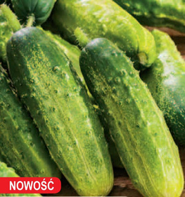 Ogórek gruntowy konserwowy SKANER F1 2g (Cucumis sativus)