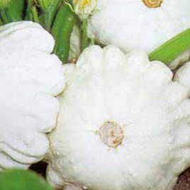 Disco White Creamy Pattypan Squash 3g (Cucurbita pepo)