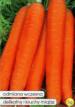 Edible carrot SUCCESS 5g (Daucus carota)