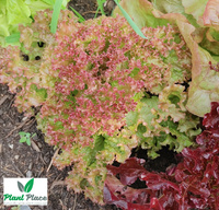 Lollo Rossa leaf lettuce 1g (Lactuca sativa var. crispa)