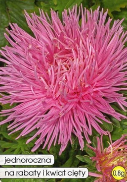 Needle Aster Red Salmon 0.8g (Callistephus chinensis fl. pl.)